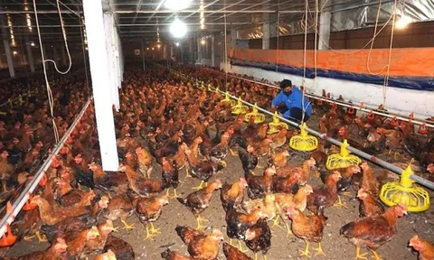 Đồng Nai: Đẩy mạnh kiểm soát, ngăn ngừa ô nhiễm môi trường trong chăn nuôi