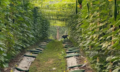 Nậm Pồ - Điện Biên: Người dân xã Chà Nưa mở hội mừng thành công mô hình trồng bí xanh