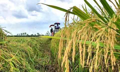 Giá lúa gạo ngày 24/4: Nguồn cung lúa Đông Xuân giảm, giá lúa gạo tiếp tục tăng phiên đầu tuần