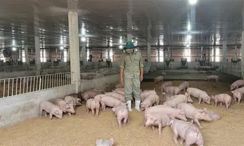 Phát triển mô hình kinh tế tuần hoàn trong chăn nuôi thúc đẩy tăng trưởng xanh