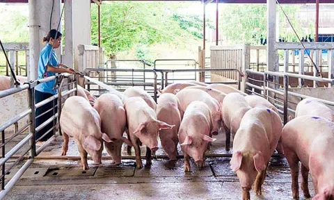 Giá heo hơi quá thấp, nhiều hộ nuôi heo bỏ trống chuồng, nhiều hộ nuôi cầm chừng