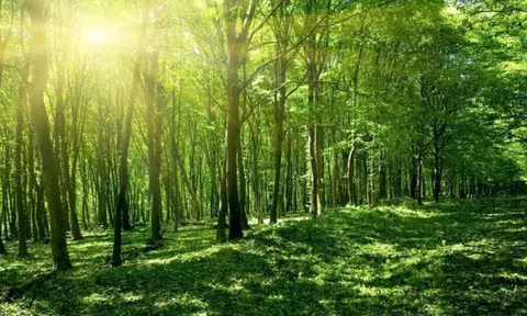 Thủ tướng yêu cầu nghiên cứu gói tín dụng 10.000 tỷ đồng hỗ trợ doanh nghiệp ngành sản xuất, chế biến lâm sản và thủy sản