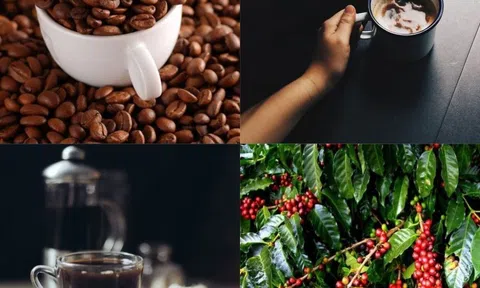 Giá cà phê ngày 03/5: Giá cà phê trong nước đi ngang, cao nhất 51.500 đồng/kg