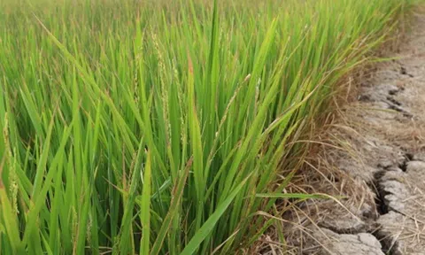 Tiền Giang: Nước mặn tăng bất thường, người dân chưa xuống giống vụ mùa