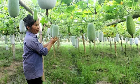 “Tuần Văn hóa - Du lịch Bắc Kạn” gắn với trải nghiệm bí xanh thơm Ba Bể năm 2023