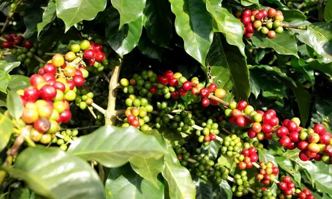 Giá cà phê ngày 07/5: Giá cà phê trong nước tăng mạnh
