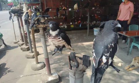 Thanh Hoá: Công khai rao bán chim rừng trái phép