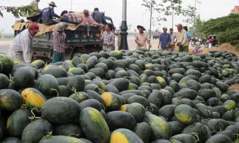 Quảng Bình: Dưa hấu mất mùa, rớt giá, người trồng gặp nhiều khó khăn