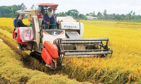 Sản lượng lúa thu hoạch đạt 12,63 triệu tấn, tăng 3,5% so với cùng kỳ