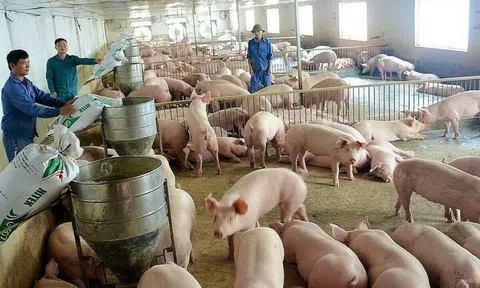 Giá heo hơi "đi ngang" trên diện rộng