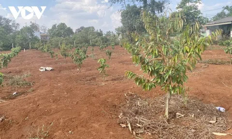 Tây Nguyên: Diện tích sầu riêng đang "tăng phi mã"
