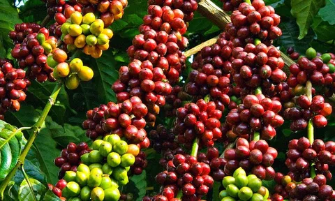 Giá cà phê ngày 13/5: Giá cà phê trong nước và thế giới cùng giảm