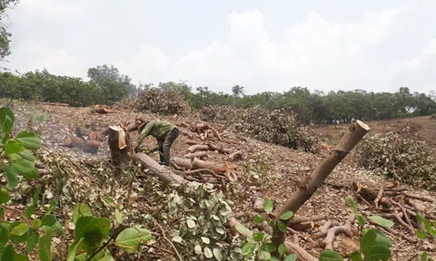 Gia Lai: Liên tục mất mùa, người dân ồ ạt phá bỏ vườn điều