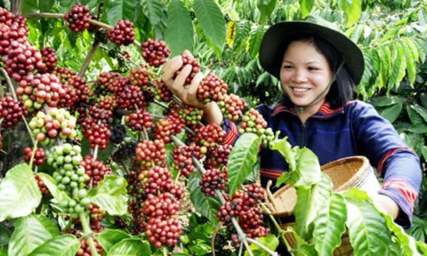 Giá cà phê ngày 17/5: Giá cà phê trong nước tăng mạnh, dao động từ 55.900 – 56.300 đồng/kg