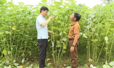 Tuyên Quang: Trồng cây gai xanh, hướng đi mới trong phát triển kinh tế nông nghiệp ở huyện Na Hang