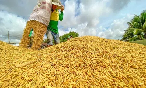 Giá lúa gạo ngày 18/5: Lượng gạo nguyên liệu về ít, giá lúa gạo tăng nhẹ