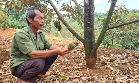 Gia Lai: Thời tiết thất thường, sầu riêng rụng hàng loạt, nông dân lo lắng mất mùa sầu