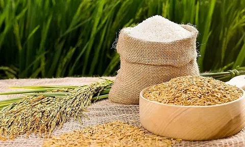 Giá lúa gạo ngày 20/5: Giá lúa tăng nhẹ, thị trường giao dịch sôi động