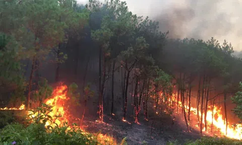 Chủ tịch UBND tỉnh Thanh Hóa chỉ đạo khẩn về phòng cháy, chữa cháy rừng