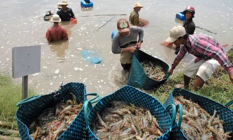 Cà Mau: Chủ tịch tỉnh triệu tập cuộc họp bàn biện pháp gỡ khó cho ngành tôm