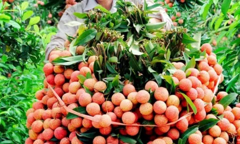 Gần 1.000 tấn vải tươi đã được xuất khẩu sang Trung Quốc