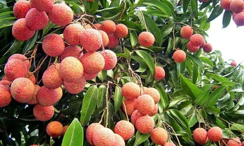 Thanh Hà (Hải Dương): Ngành Nông nghiệp quán triệt đảm bảo chăm sóc các trà vải theo đúng quy trình sản xuất an toàn