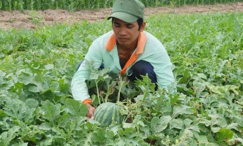 Trà Vinh: Đồng bào Khmer mạnh dạn chuyển đổi cây trồng, đời sống ngày càng ấm no