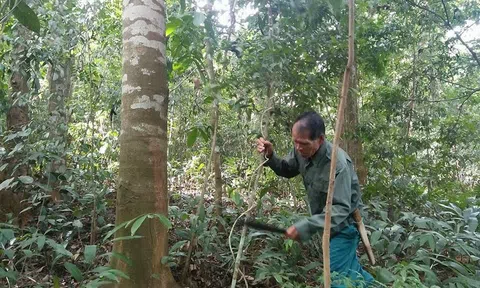 Lão nông nghèo dành trọn tình yêu với rừng lim xanh