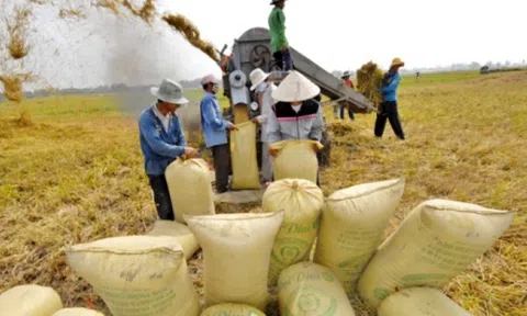 Giá lúa gạo ngày 28/5: Giá lúa gạo ổn định, giá gạo xuất khẩu tăng mạnh so với cùng kỳ