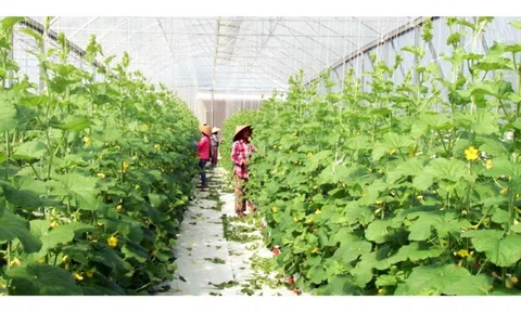 Bình Phước đẩy mạnh chuyển đổi số ngành Nông nghiệp, nâng cao hiệu quả sản xuất và thu nhập cho người dân