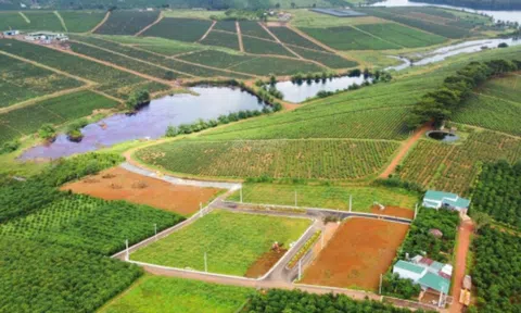 Lâm Đồng: Hủy bỏ nhiều quy định về phân lô, tách thửa trên đất nông nghiệp