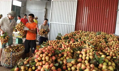 Bắc Giang: Người dân lo lắng vì vải thiều đầu mùa rớt giá