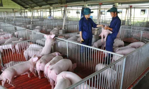 Giá heo hơi ngày 13/6: Tăng – giảm từ 1.000 - 3.000 đồng/kg, giá cao nhất đạt 62.000 đồng/kg