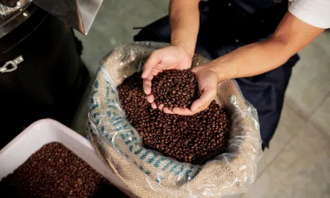 Tổng giá trị xuất khẩu cà phê 5 tháng đầu năm đạt 2,02 tỷ USD