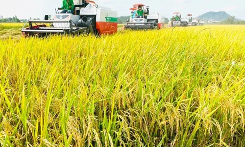 Giá lúa gạo ngày 19/6: Nguồn gạo nguyên liệu về ít, giá thu mua tăng giảm trái chiều tại các địa phương