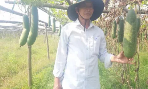 Quảng Nam hỗ trợ nông dân chuyển đổi hơn 1.000 ha lúa sang trồng các loại cây màu phù hợp với biến đổi khí hậu