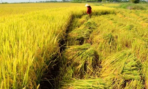 Giá lúa gạo ngày 26/6: Giá lúa gạo ổn định, thị trường lúa Hè Thu sôi động