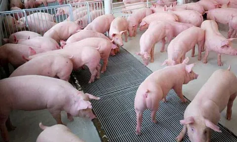 Giá heo hơi tăng giảm không đồng nhất, giá thu mua dao động từ 58.000 - 64.000 đồng/kg