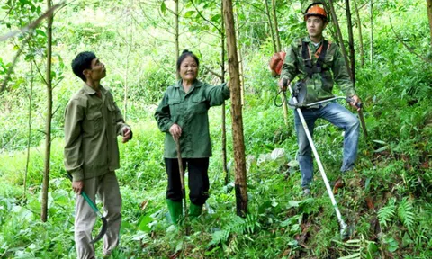Thái Nguyên tăng cường các giải pháp bảo vệ, phát triển rừng, phát triển kinh tế rừng bền vững