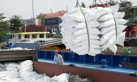 Tăng cường thực hiện các nhiệm vụ, giải pháp thúc đẩy sản xuất, xuất khẩu gạo