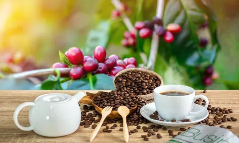 Giá cà phê ngày 05/7: Giá cà phê trong nước bật tăng 700 đồng/kg