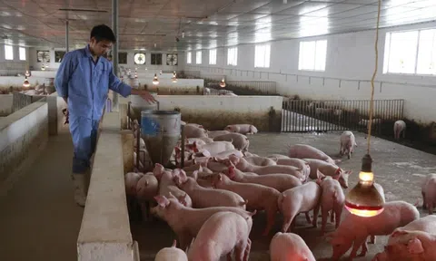 Giá heo hơi tiếp tục tăng ở nhiều địa phương trên cả nước, cao nhất 67.000 đồng/kg