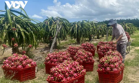 Bà Rịa - Vũng Tàu: Giá thanh long "chạm đáy", tiêu thụ hết sức khó khăn
