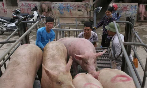 Giá heo hơi hôm nay tăng giảm trái chiều tại một số tỉnh thành