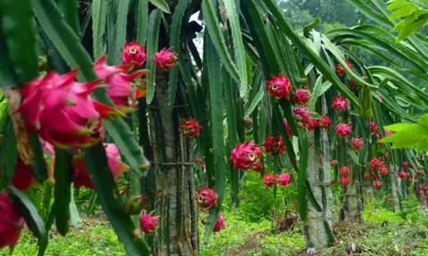 3 tháng qua, Sơn La tiêu thụ gần 160 tấn thanh long