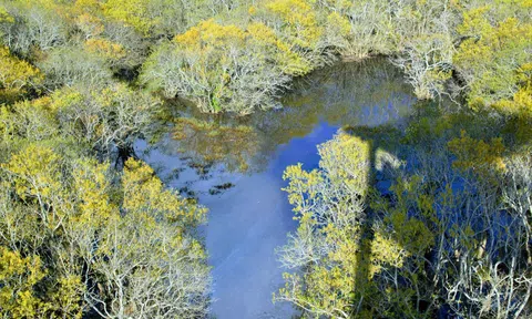 Rừng ngập mặn Rú Chá thay lá, cảnh sắc đẹp tựa trời Âu