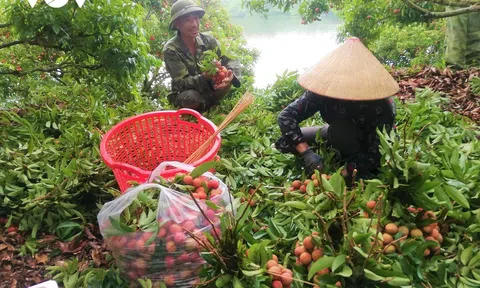 Bắc Giang: Tổng doanh thu từ mùa vụ vải thiều 2023 ước đạt hơn 6.800 tỷ đồng