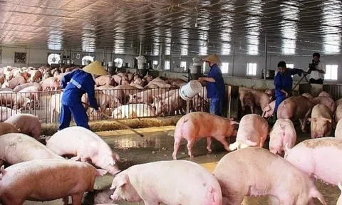 Giá heo hơi tăng giảm trái chiều ở nhiều địa phương