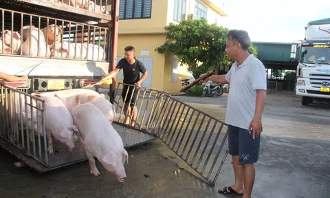 Giá heo hơi hôm nay giảm nhẹ ở miền Bắc, đi ngang tại miền Trung – Tây Nguyên