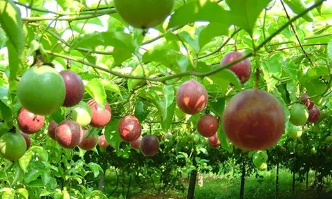 Chanh dây Việt Nam sắp được xuất khẩu chính ngạch sang Australia